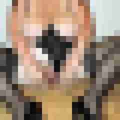 Nylongeiles_Paar