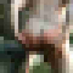 ShavedOlli