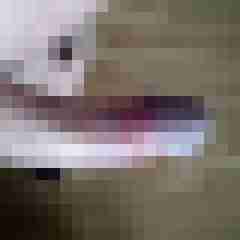 hauk1