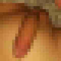 patte83
