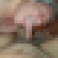 amsel27