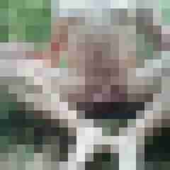 exib1