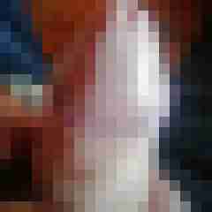 noctolus