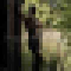 Phorus