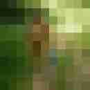 ressip53
