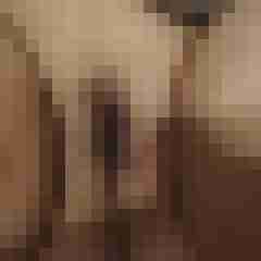 Paards
