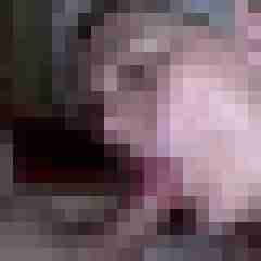 picturefreak