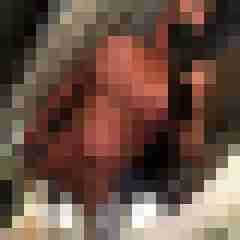 Falkcito
