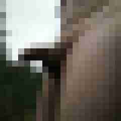 exib1