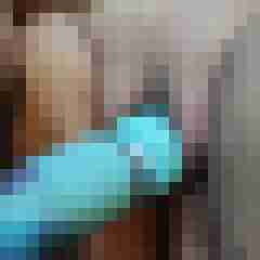 Paards