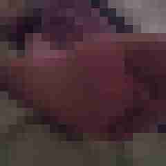 fussficker