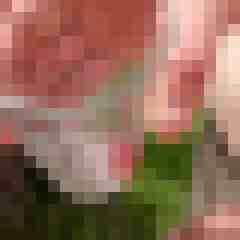 Roban