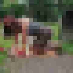 charlyn