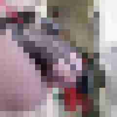Paards