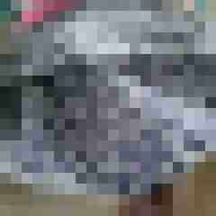 devote-x-stute