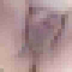 flexi49