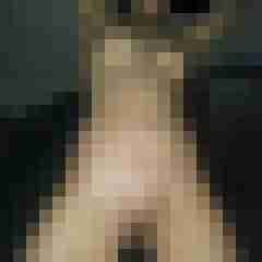 dendom81