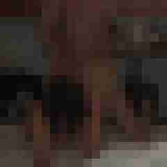 honigstange