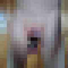 Shyboy72