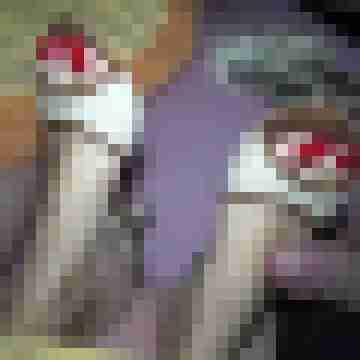 mulesfucker