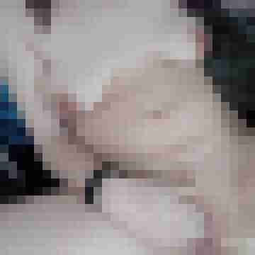 Vampigirly20