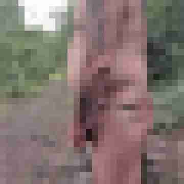 stierodin53