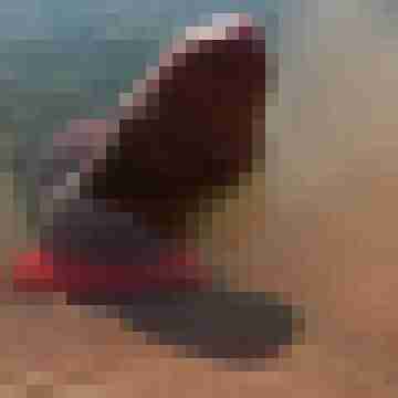 9 Bilder von ruttish