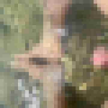 ruttish