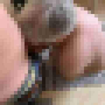 devdom3851