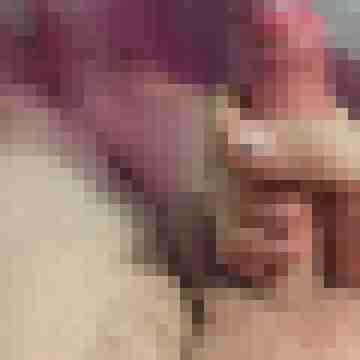 friendly_cock