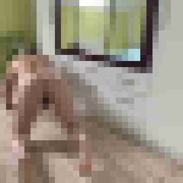 Bischwanz19x5