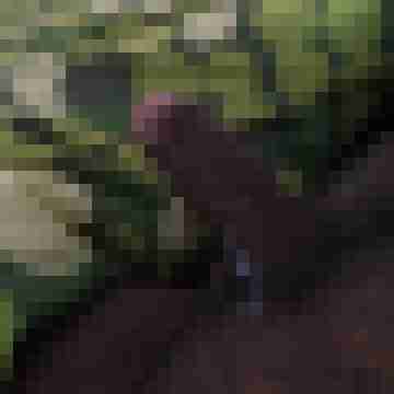 tuco_dp