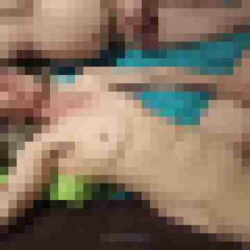 Pigtom