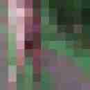 wilmadwt