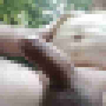 exib1