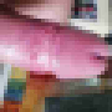 Spritzindich