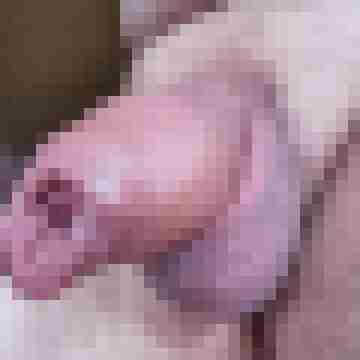 Bi-Schwanz-Kerl