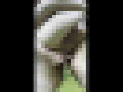 windfee01